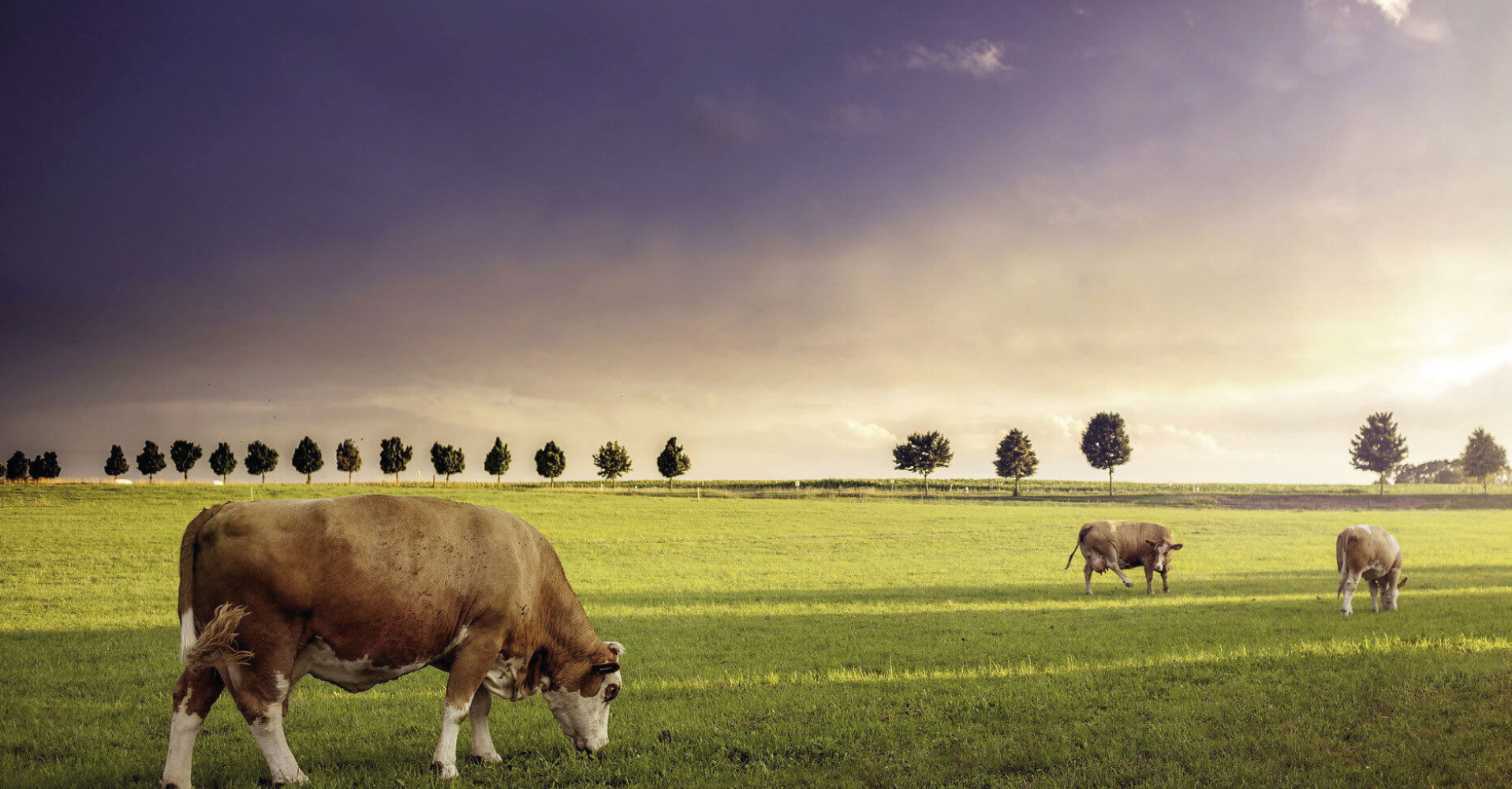 Hakkımızda - Adak Kurbanlık